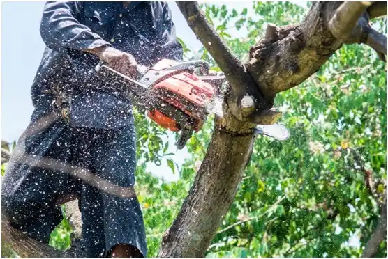 tree services Taycheedah